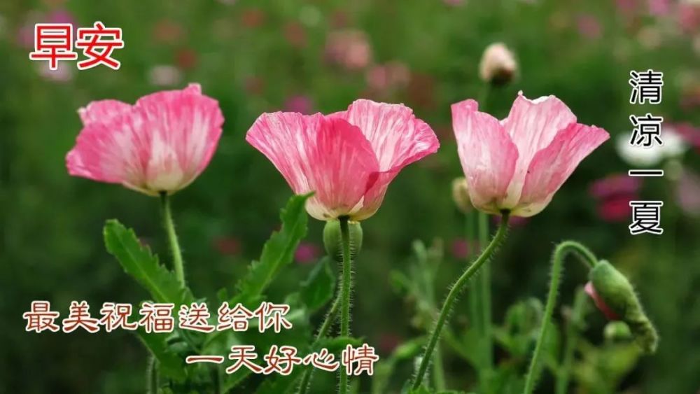 清晨早上好吉祥问候图片大全带字微信早安问候语大全