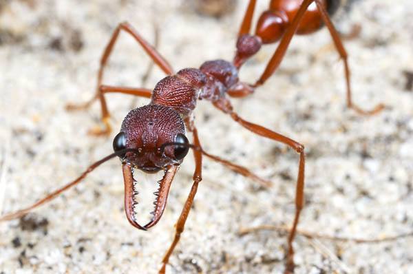 怀俄明州的湖泊中,发现了公牛蚁化石,它竟是史前最大的蚂蚁