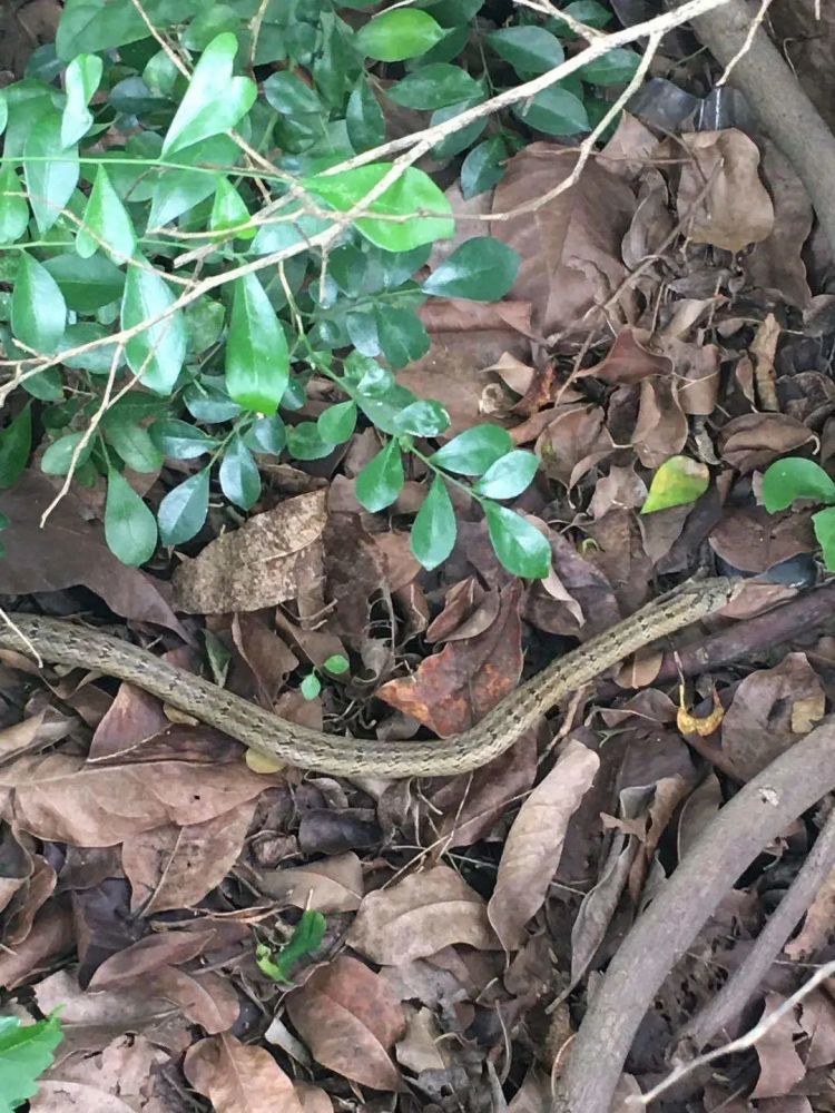 银瓶山林场将蟒蛇进行放生!