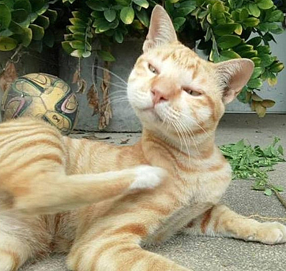 猫咪|猫咪出门玩耍，回来后竟“毁容”了，送到医院后铲屎官直言：该