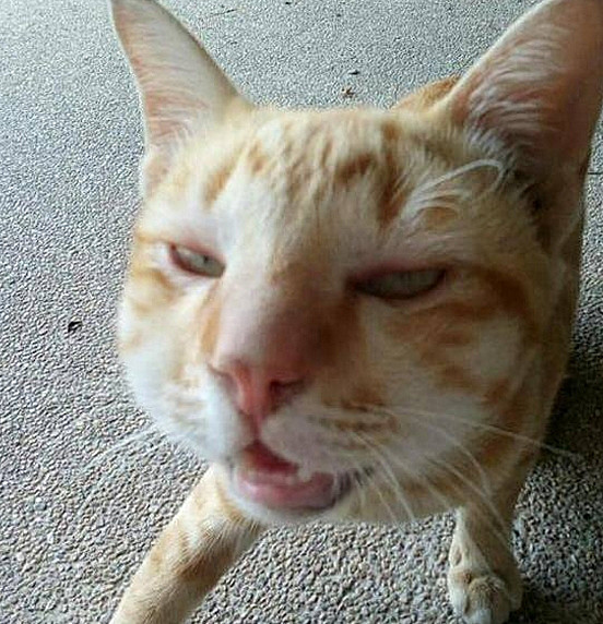 猫咪|猫咪出门玩耍，回来后竟“毁容”了，送到医院后铲屎官直言：该