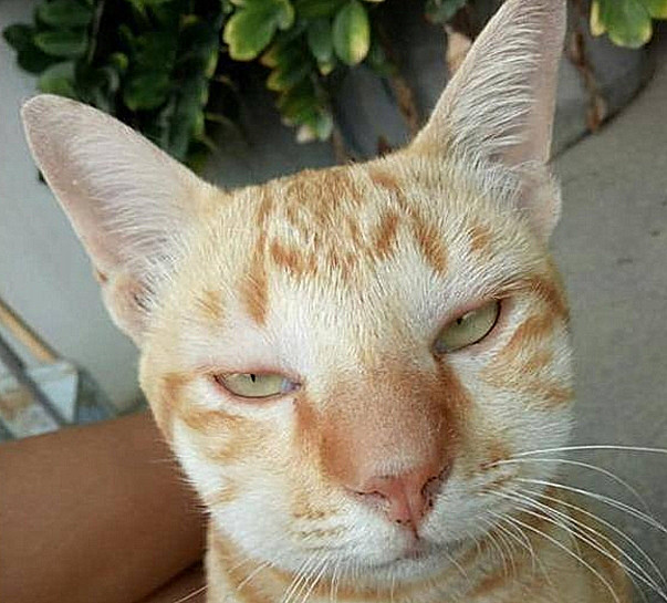 猫咪|猫咪出门玩耍，回来后竟“毁容”了，送到医院后铲屎官直言：该
