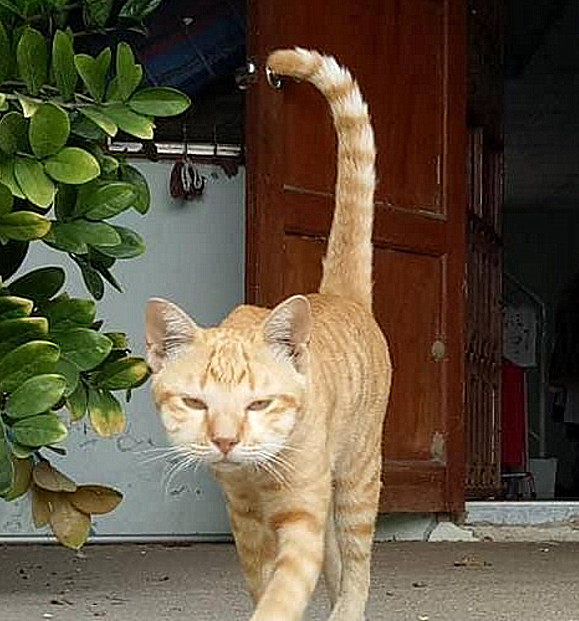 猫咪|猫咪出门玩耍，回来后竟“毁容”了，送到医院后铲屎官直言：该