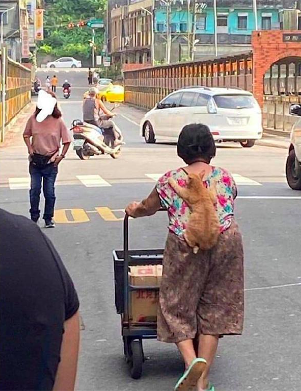 铲屎官|远看老奶奶在推车，背上还趴着啥，凑近后：原来是只小可爱呀