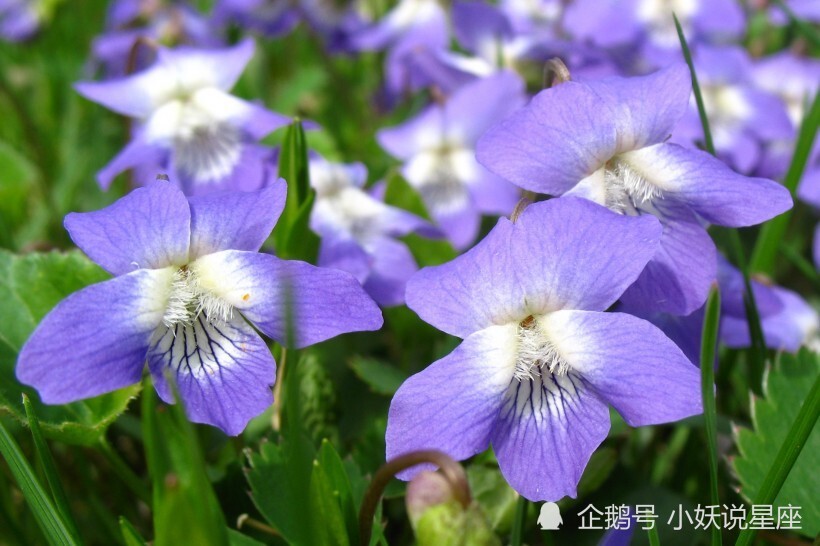 9月2日星座运势顺利逆袭的四大星座 有你吗 腾讯新闻