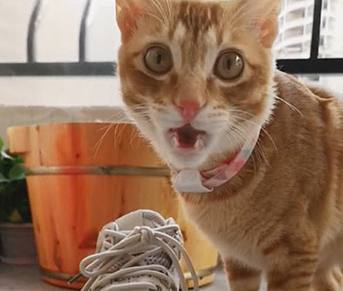橘猫|橘猫好奇闻了主人的鞋，眼神却过于出戏了：我真的憋不住了