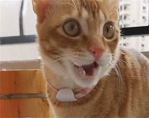 橘猫|橘猫好奇闻了主人的鞋，眼神却过于出戏了：我真的憋不住了
