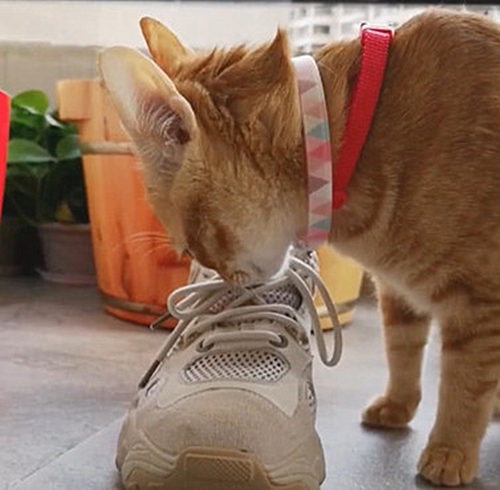 橘猫|橘猫好奇闻了主人的鞋，眼神却过于出戏了：我真的憋不住了