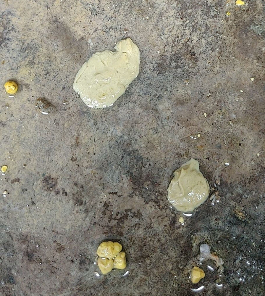 按照常规的治疗细菌性腹泻或病毒性腹泻治疗没有效果,给仔猪补液也
