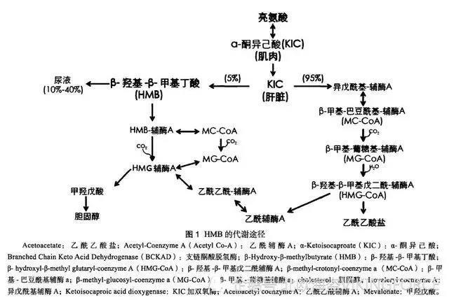 补剂 你不了解之健身补剂 Hmb 腾讯新闻