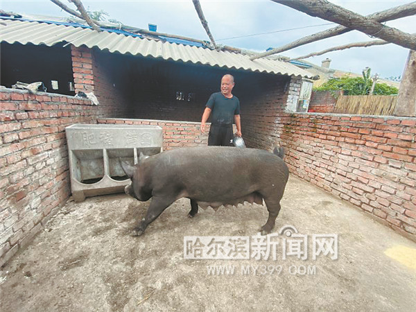 满圈黑猪"拱"开乡村致富门