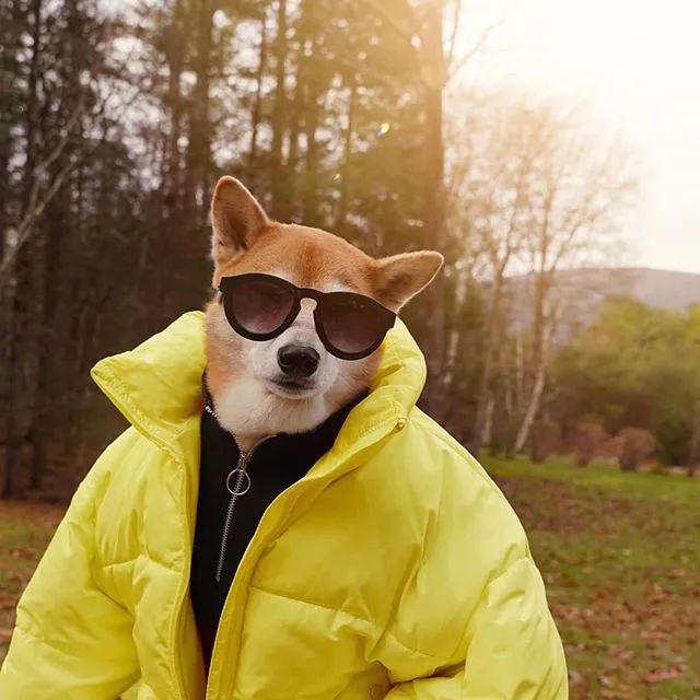 美国4岁柴犬月入10万,因长得帅代言adidas:真人间钻石王老五!