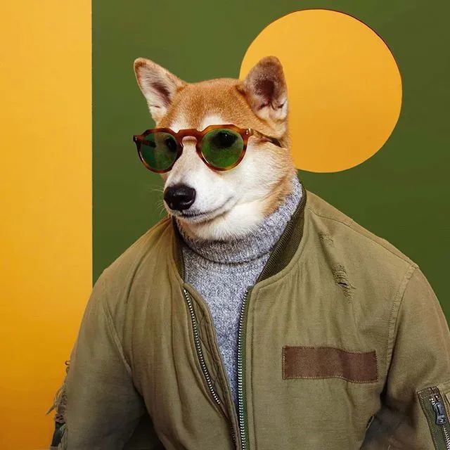 美国4岁柴犬月入10万,因长得帅代言adidas:真人间钻石王老五!