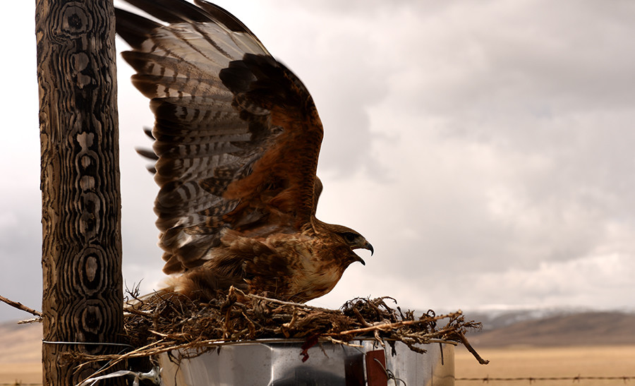 招鹰架上的鹰,此时距离我们只有一米.