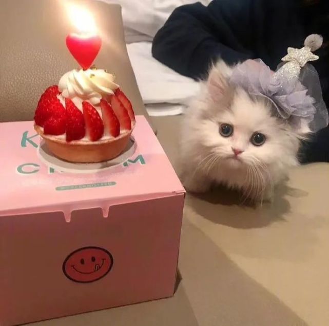 小猫咪过生日结局却和自己想的不一样