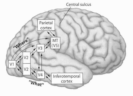 亚历山大·考尔德|在观看不描绘现实世界的抽象艺术时，我们的大脑是如何工作的？