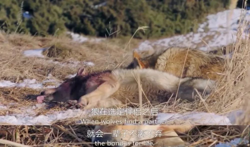 阿尔卑斯山脉|这9.6一出，多少人要汗颜