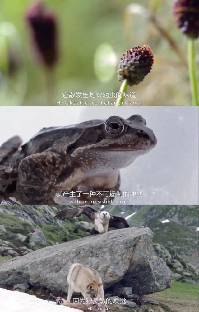 阿尔卑斯山脉|这9.6一出，多少人要汗颜