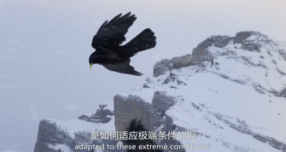 阿尔卑斯山脉|这9.6一出，多少人要汗颜