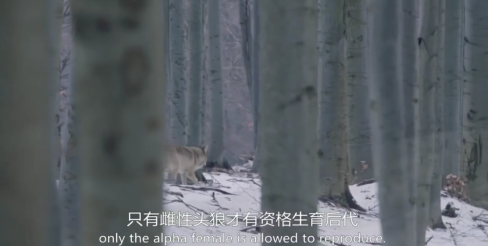 阿尔卑斯山脉|这9.6一出，多少人要汗颜