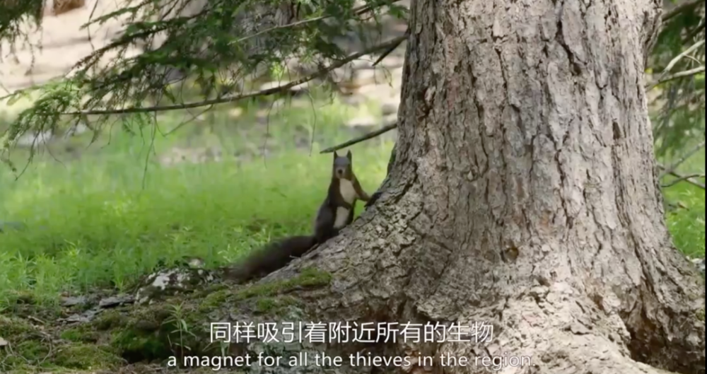 阿尔卑斯山脉|这9.6一出，多少人要汗颜