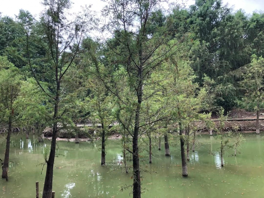 东方杉|一种在水里生活的树，你认识它吗？