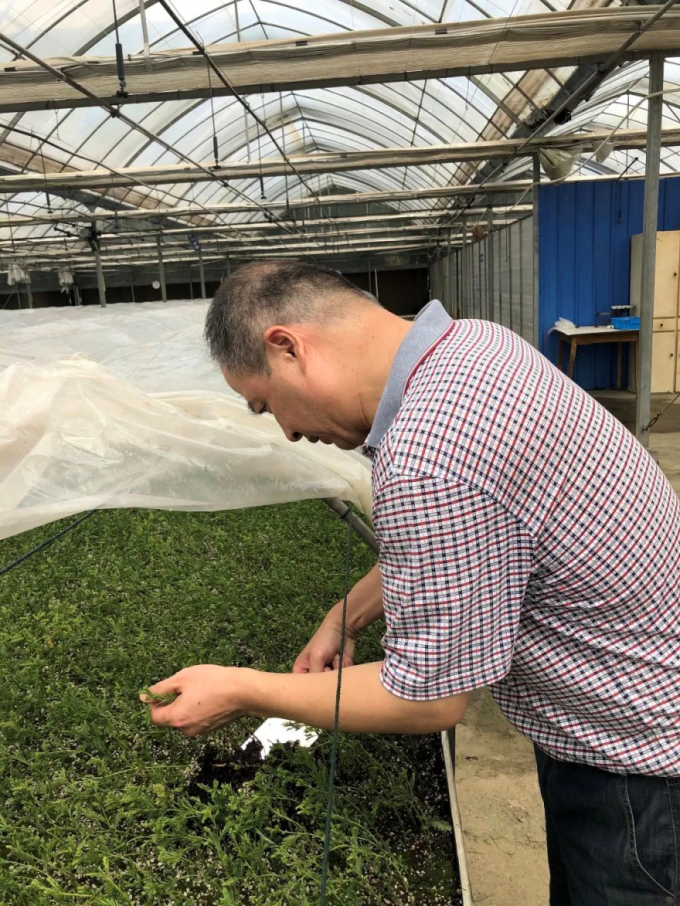 东方杉|一种在水里生活的树，你认识它吗？