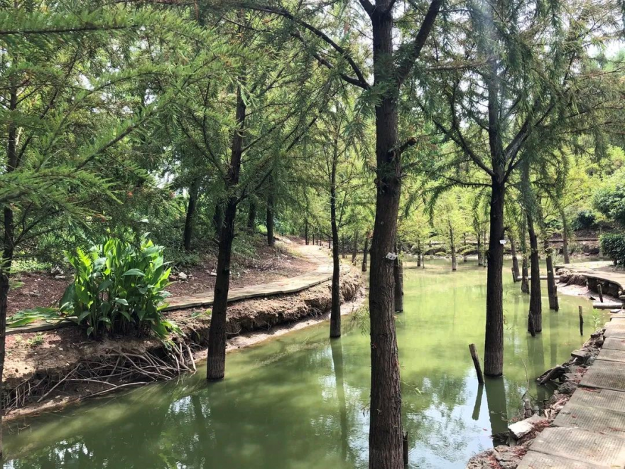 东方杉|一种在水里生活的树，你认识它吗？