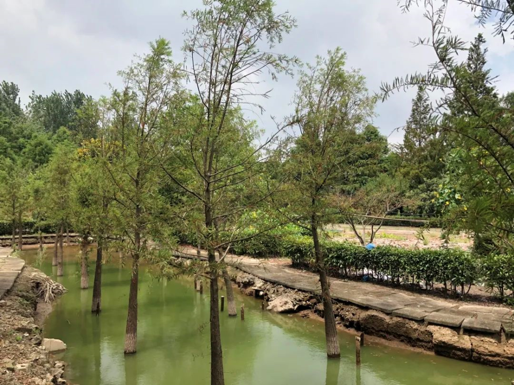 东方杉|一种在水里生活的树，你认识它吗？