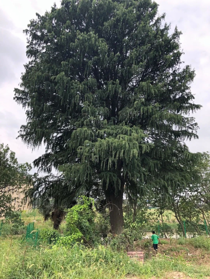 东方杉|一种在水里生活的树，你认识它吗？