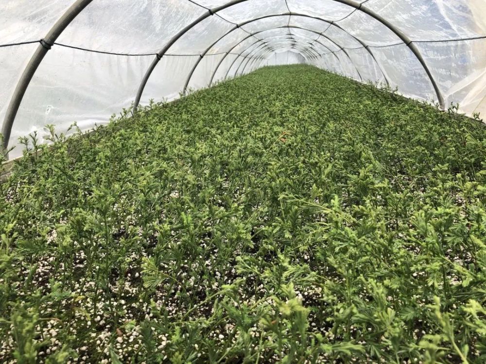 东方杉|一种在水里生活的树，你认识它吗？