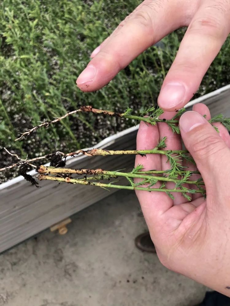 东方杉|一种在水里生活的树，你认识它吗？