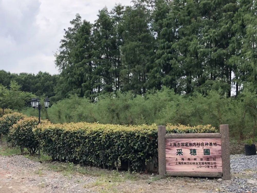 东方杉|一种在水里生活的树，你认识它吗？