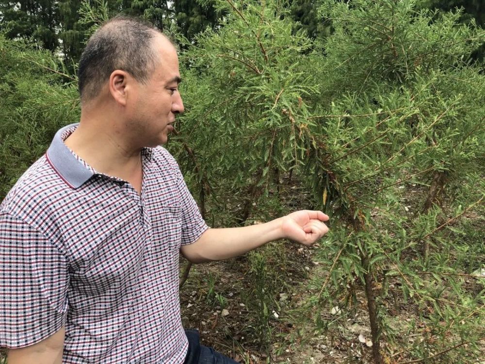 东方杉|一种在水里生活的树，你认识它吗？