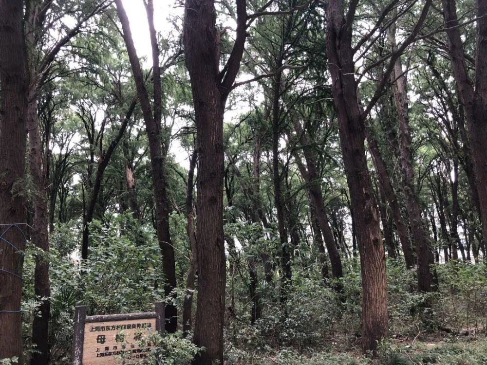 东方杉|一种在水里生活的树，你认识它吗？