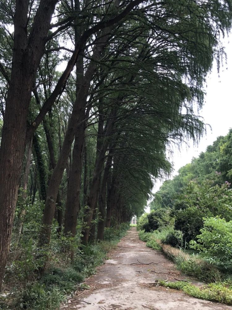 东方杉|一种在水里生活的树，你认识它吗？