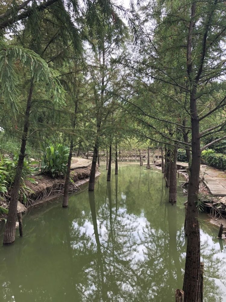 东方杉|一种在水里生活的树，你认识它吗？