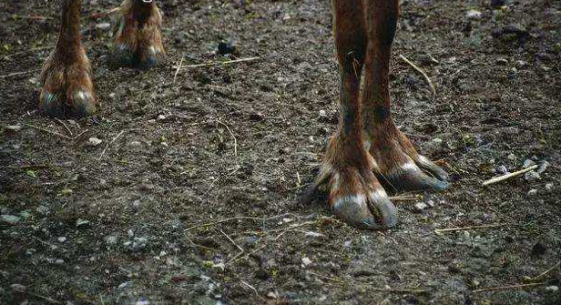 牛拥有多个的蹄子,所以叫做偶蹄目,而马只有一个马蹄,所以属于奇蹄目.