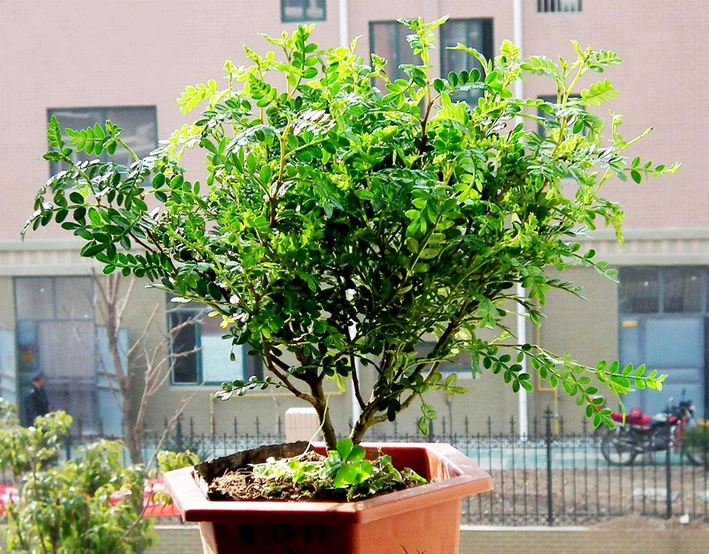 自带桔子香气秀美亮丽香叶树清香木这么养护芳香浓郁味清甜