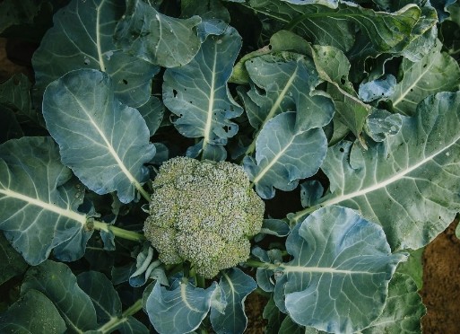 西兰花的种植技术都集中在这里了,不学可惜!