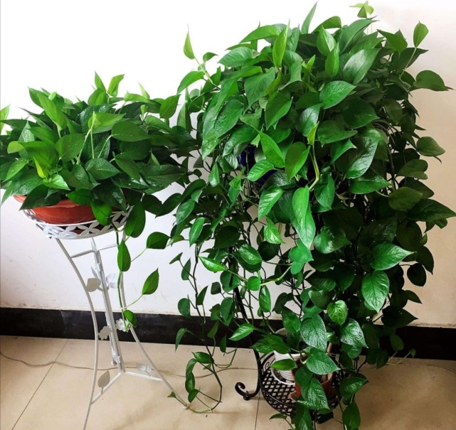 绿萝秋天生长速度快及时给它补充养分植株长得枝繁叶茂