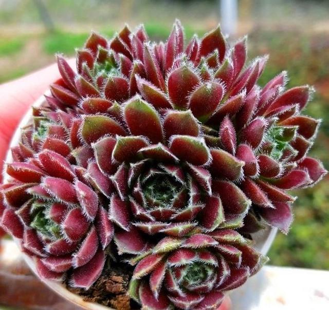 多肉紫牡丹,种一棵就能霸占整个阳台,日照充足颜色更美