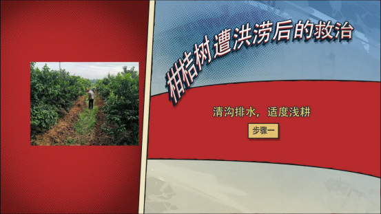 柑橘|柑桔树遭遇洪涝后的处理措施