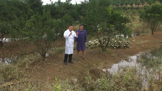 柑橘|柑桔树遭遇洪涝后的处理措施