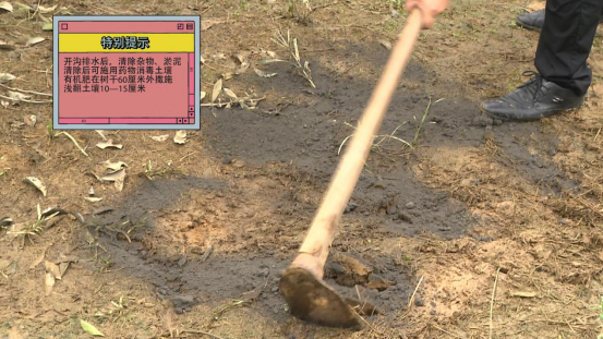 柑橘|柑桔树遭遇洪涝后的处理措施