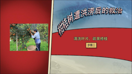 柑橘|柑桔树遭遇洪涝后的处理措施