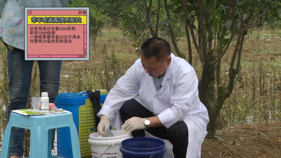 柑橘|柑桔树遭遇洪涝后的处理措施