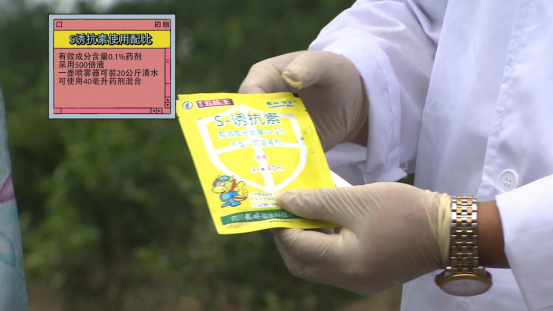 柑橘|柑桔树遭遇洪涝后的处理措施