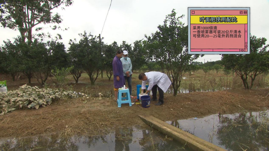 柑橘|柑桔树遭遇洪涝后的处理措施