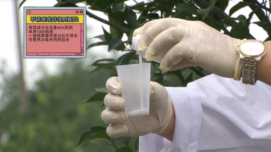 柑橘|柑桔树遭遇洪涝后的处理措施